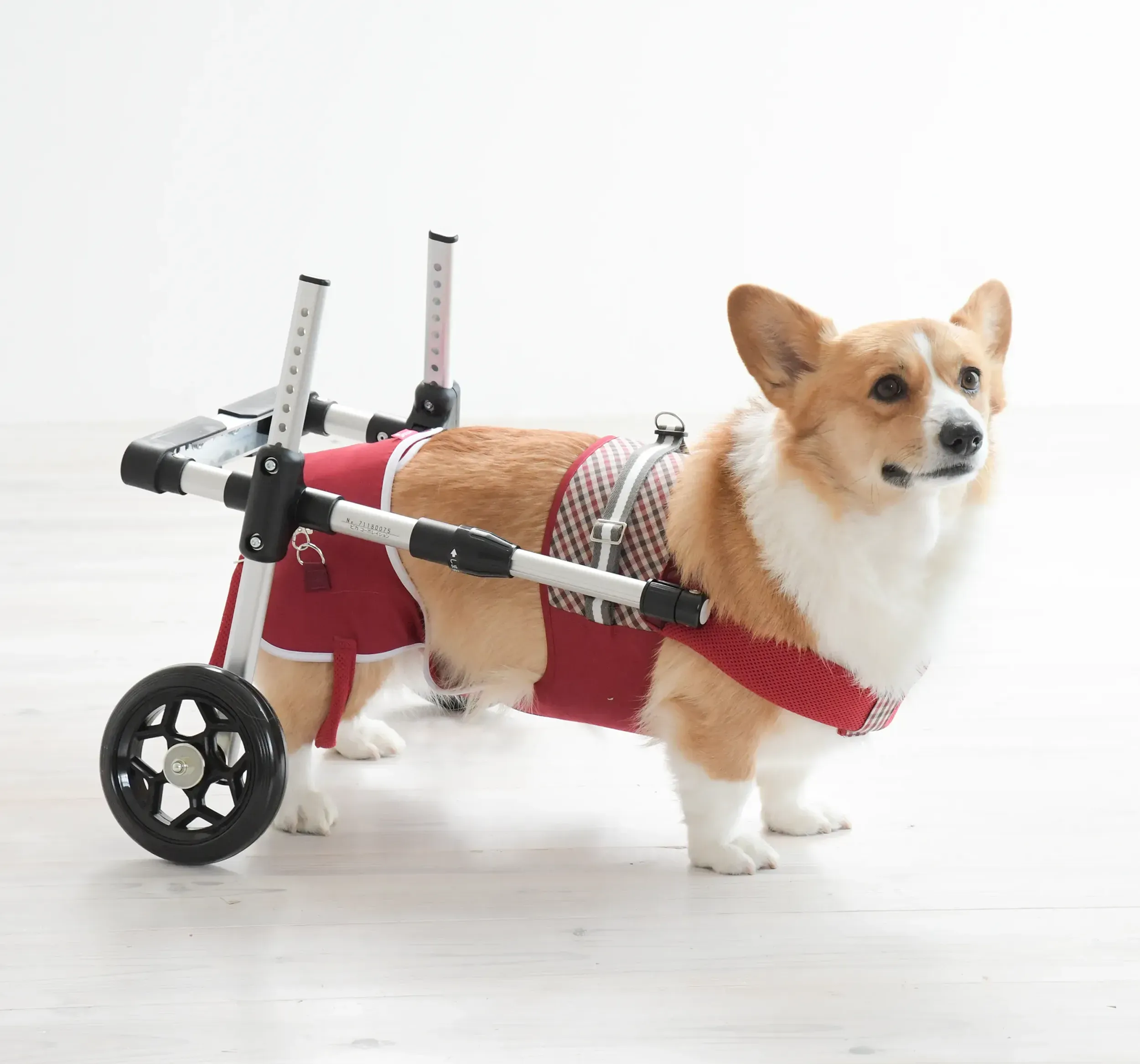 【レンタル商品】ドギーサポーター 本体S+ハーネス②